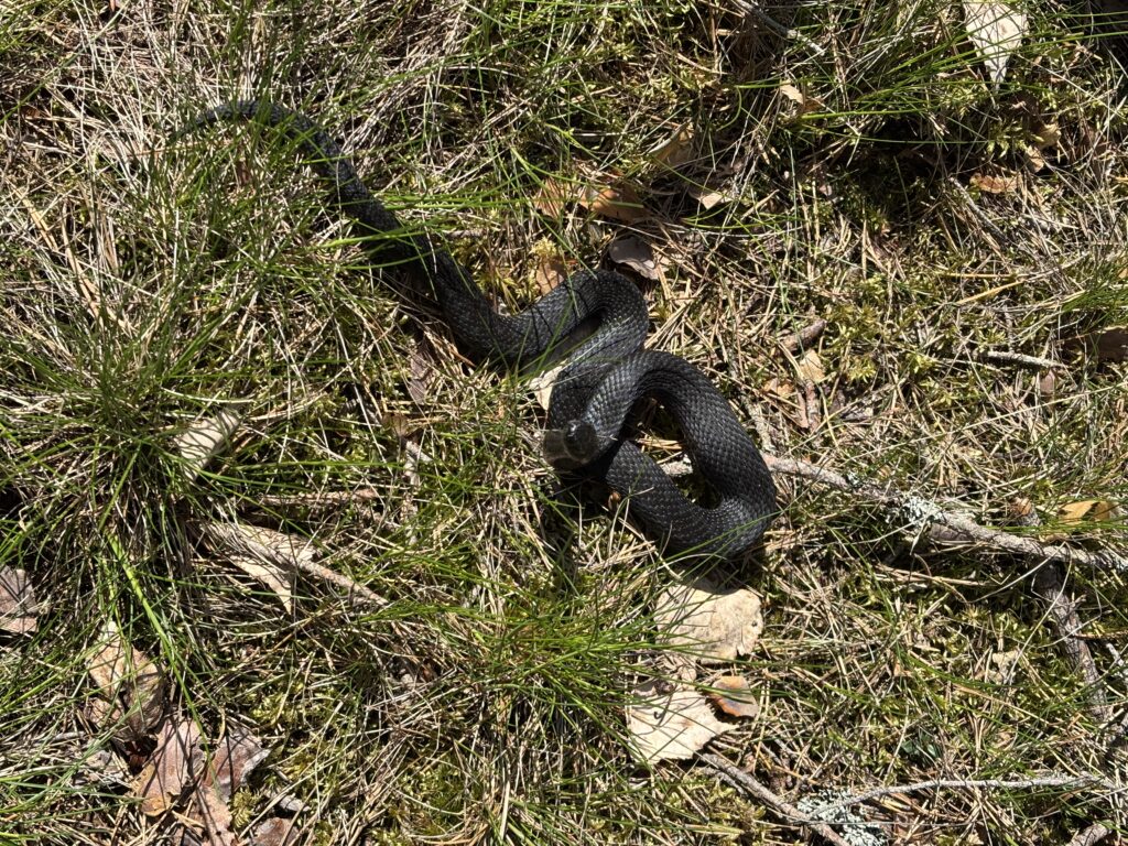 Svart huggorm ligger stilla i solig skogsmiljö under en vårpromenad.
