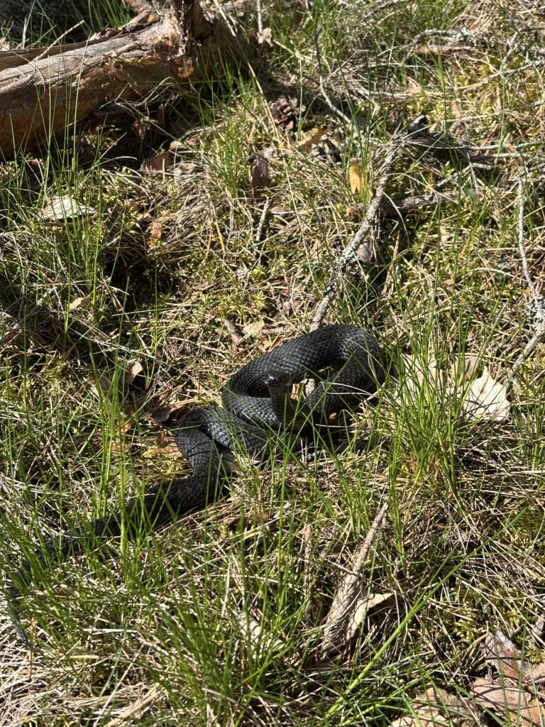 Svart huggorm slingrar sig längs skogsstigen, fotograferad under en solig vårdag.