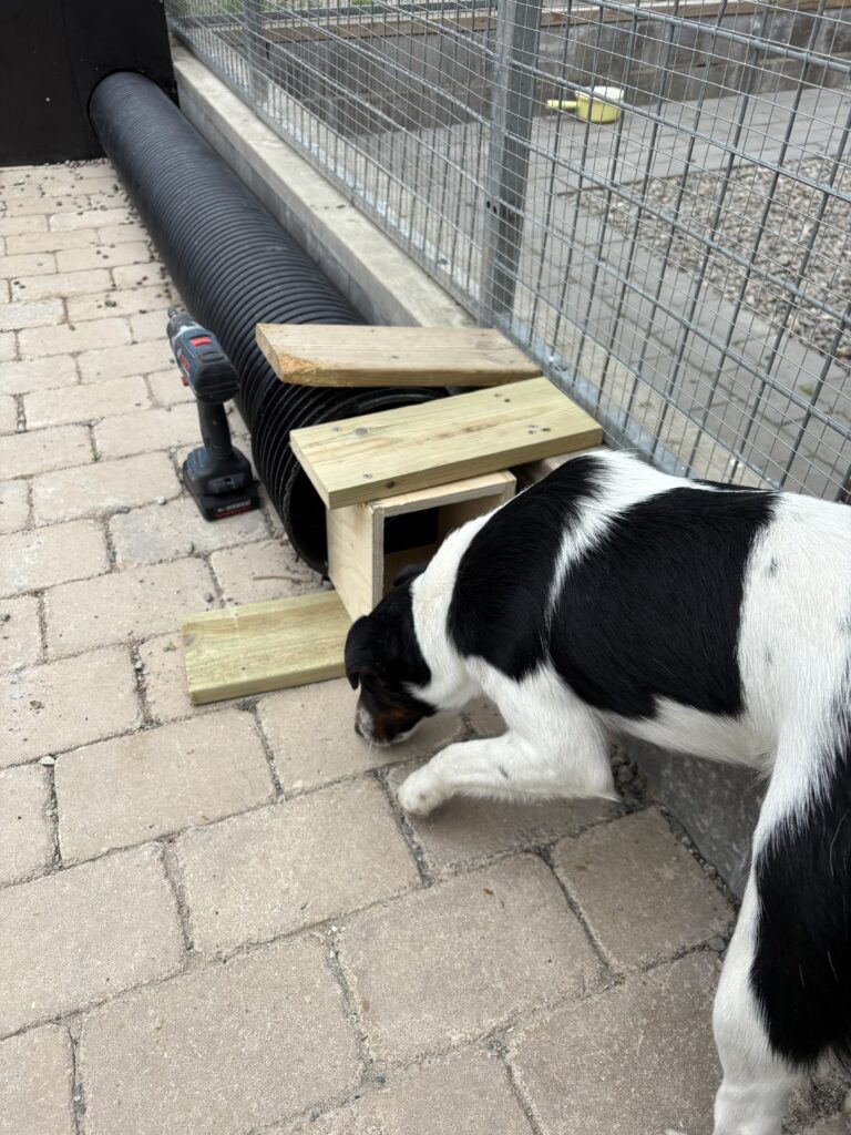 Miro nosar vid hemmabyggd förträngning inför grytträning